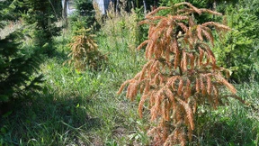 Weihnachtsbäume werden wohl doch teurer