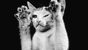 Von Katzen mit Menschen