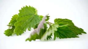 Was man aus Nesseln alles machen kann