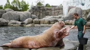 Geschäftsführer von Hagenbeck sollen gehen