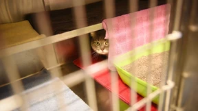 Rentnerehepaar wehrt sich gegen Tierrettung