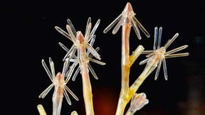 Unter Wasser beginnt die Zauberwelt