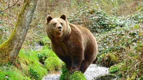 Sind die Konflikte mit Bär und Wolf lösbar?