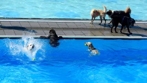 Freibad öffnet für Vierbeiner