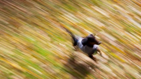 Hohe Steuer für „gefährlichen“ Dackel rechtens