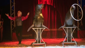 Stadt untersagt Löwen-Show bei Wiesbadener Weihnachtscircus