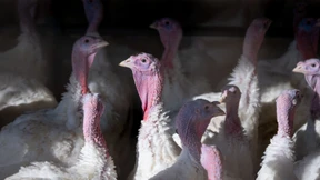 Kommt die Putenbrust bald aus dem Ausland?