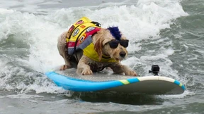 Auf die Plätze, fertig, Wuff!