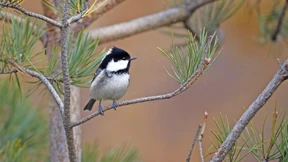 Feste Bindungen wären nur hinderlich