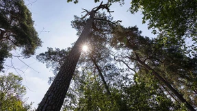 „Wenn wir jetzt nichts tun, erleben wir die Entwaldung des Landes“