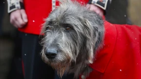 Vier Hunde sterben bei Feuer an Weihnachten