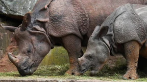 Erstmals Nashörner im Opel-Zoo