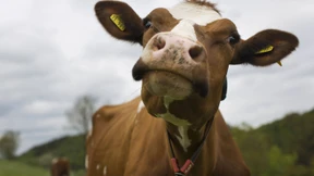 Auf der Flucht vor dem Schlachter