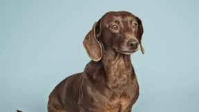 Wieso lieben Deutsche Dackel so?