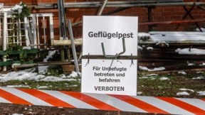 Ein Hühnerhof ist von der Vogelgrippe betroffen