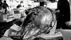 Eine Nacht auf dem Fischmarkt in Tokio