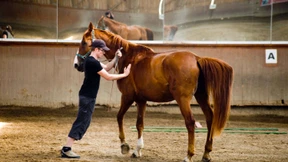 An Pferden den Umgang mit Mitarbeitern üben