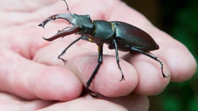 Auf der Suche nach blutenden Eichen