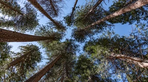 Können Wälder dem Klimawandel standhalten?