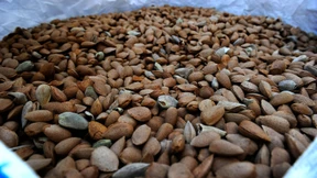 Spanien will Mandel-Macht werden