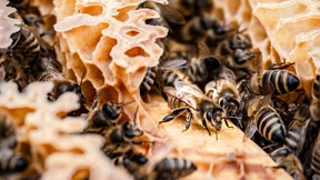 Am Flughafen brummt die Imkerei