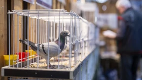 Mann erschießt nach Streit drei Taubenzüchter und sich selbst