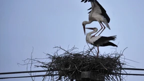 Brutpflege in höchster Lebensgefahr