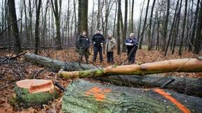 Mini-Sender sollen Holzdiebe überführen