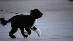 Bello und Hasso sterben aus