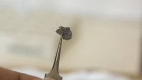 Fingen so die Tiere an?