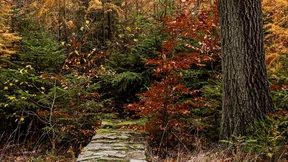 Wer ist der in der Nähe der Saalburg entdeckte Tote?