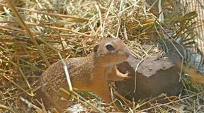 Aus dem Zoo in die Freiheit