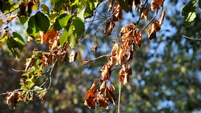 Gentest erkennt dürrefeste Buchen