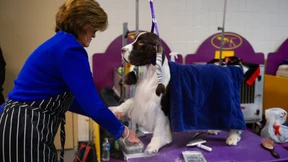 Hunde, wollt ihr ewig streben?