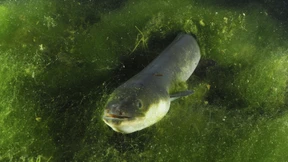 Der Aal und seine gefährliche Wanderung