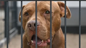 Hund in Österreich attackiert Joggerin und verletzt sie tödlich