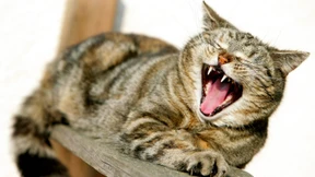 Der Mensch ist der Katze herzlich wurscht 