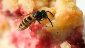 Kaum Wespen unterwegs