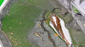 See leergepumpt, um Katzenwelse zu fangen