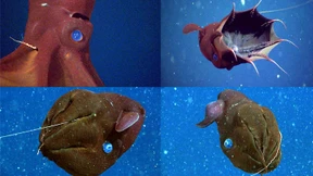 Der Vampir der Tiefsee ist ein Faultier