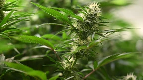 Schwarzmarkt blüht trotz Legalisierung weiter