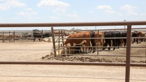 Kind und Teenager in Nordamerika mit Vogelgrippe infiziert