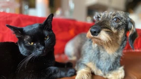 Gestohlener Kater wieder zurück auf Norderney