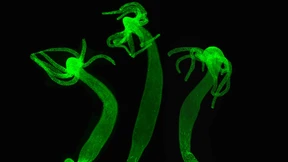 Ein leuchtender Jungbrunnen