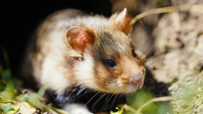 Feldhamster aus dem Süden nach Hessen eingewandert