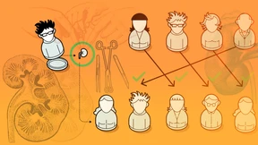 Mehr Nieren im Angebot