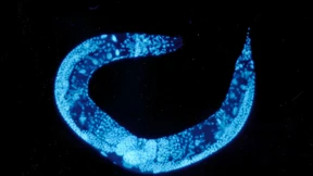 Ein Enzym, das Genparasiten bekämpft