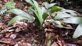 Unterirdisch blühende Palme auf Borneo entdeckt