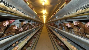 EU klagt wegen Käfighaltung 