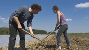 Kartoffeln im Kollektiv 